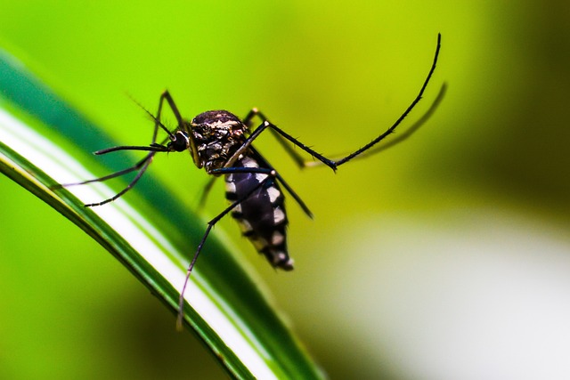 Malaria – co to jest, przyczyny, objawy, leczenie